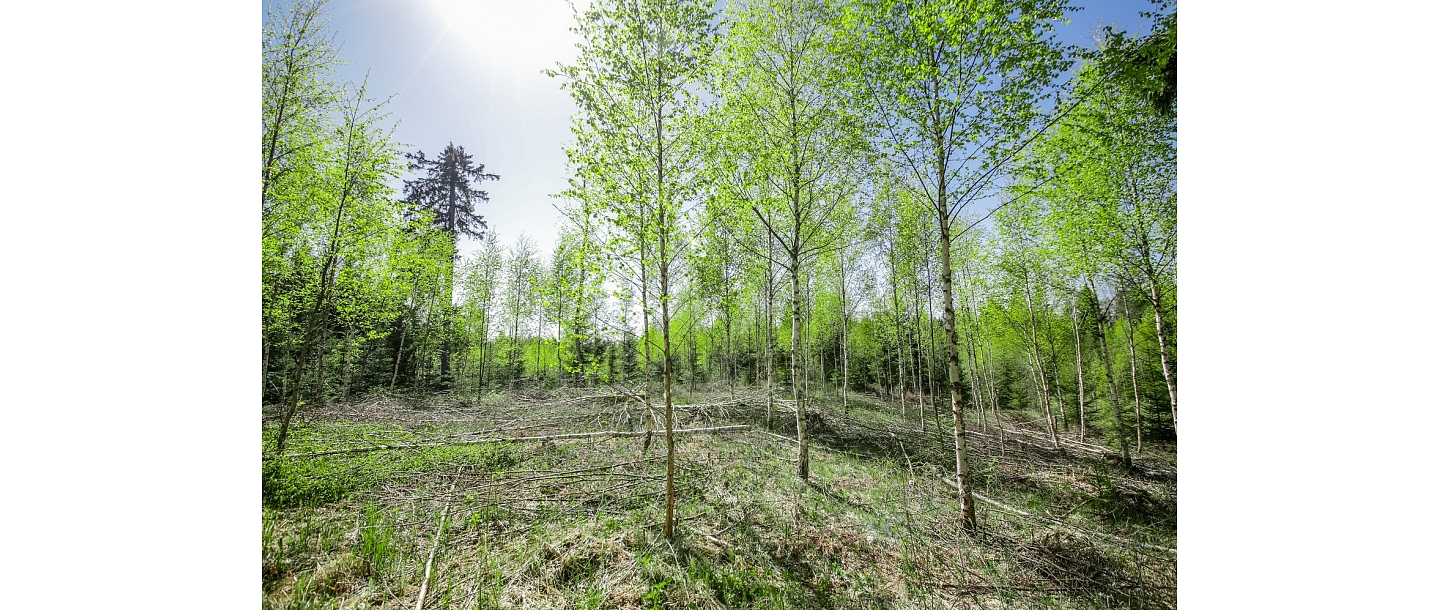 Forest administration