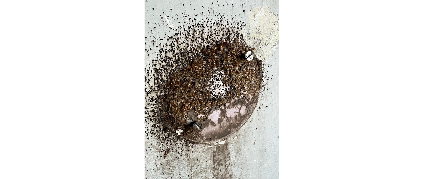 Kaitēkļu iznīcināšana Rīgā