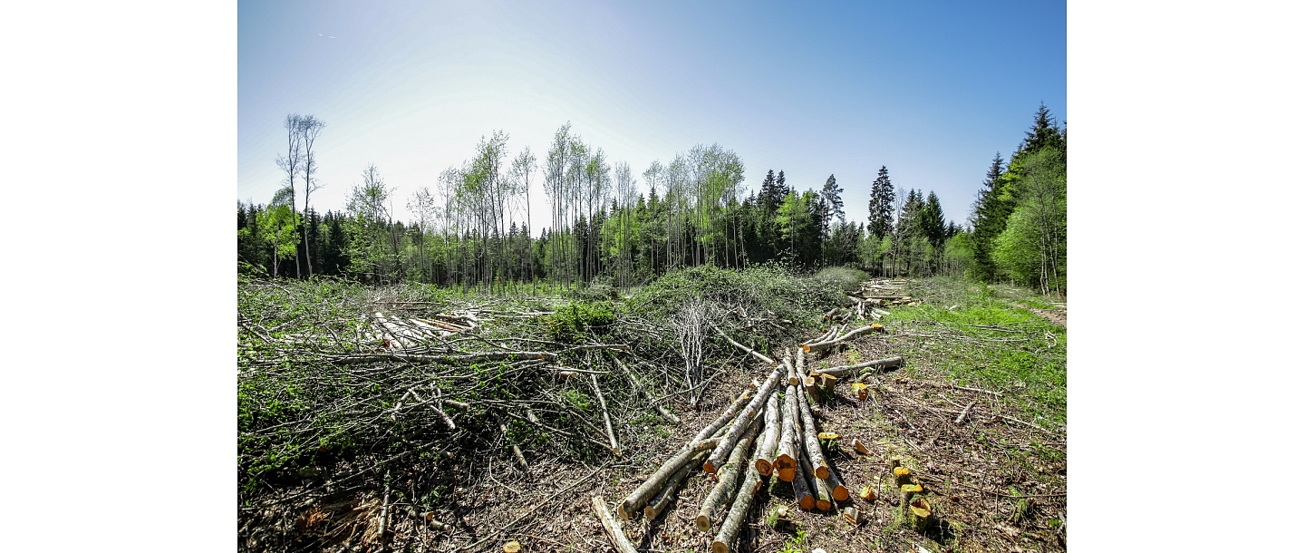 Восстановление лесных угодий