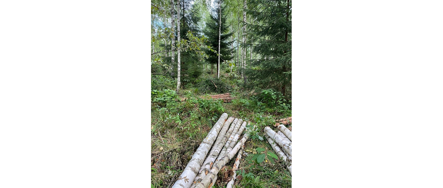 Затраты на лесоустройство