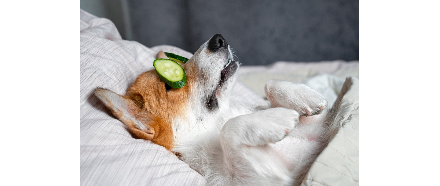 Relaxing care and well-being for your four-legged friend