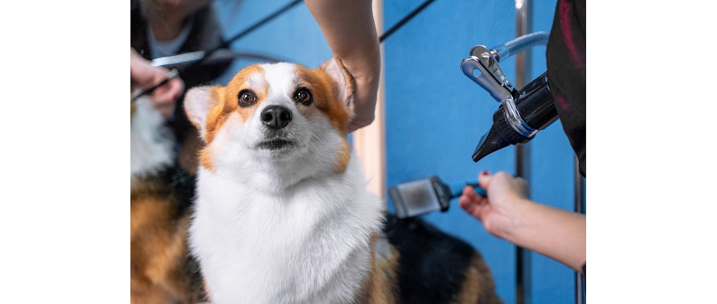 Professional animal grooming and care.