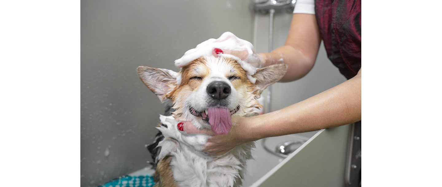 Gentle washing and care for a healthy and clean pet