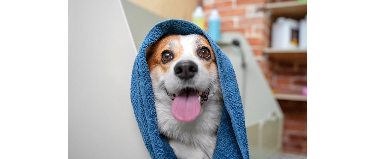 Последующий уход – чистка, счастливый и ухоженный питомец.