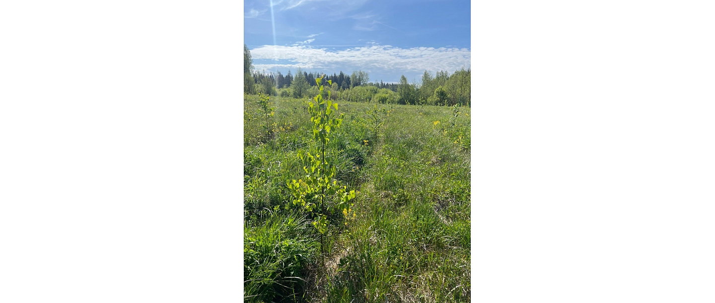 Lauksaimniecības zemes atmežošana