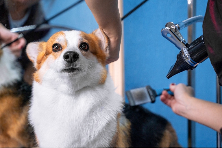 Professional animal grooming and care.
