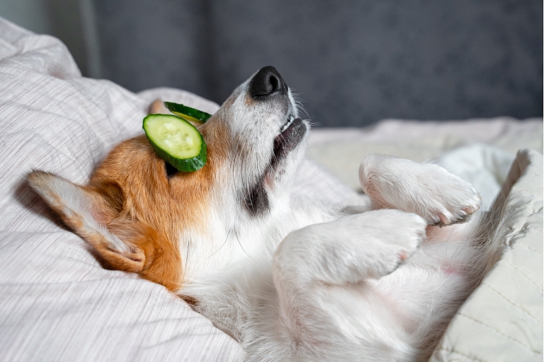 Relaxing care and well-being for your four-legged friend