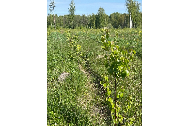 Forest land transformation