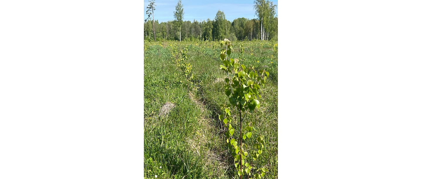 Forest land transformation