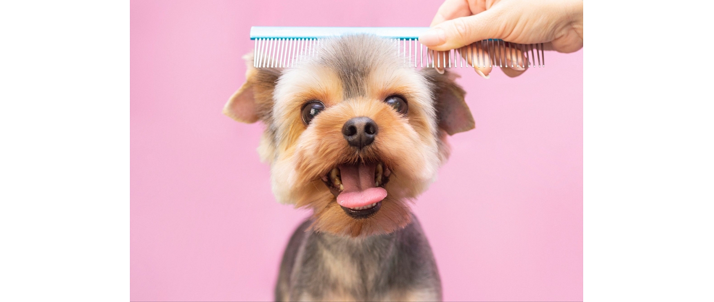 Quality care and style for your pet
