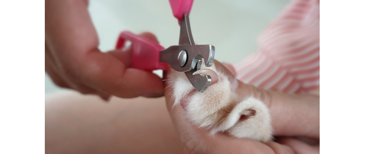 Safe and gentle nail care for animals.