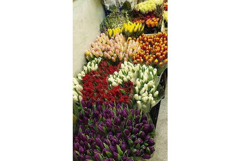 Tulips