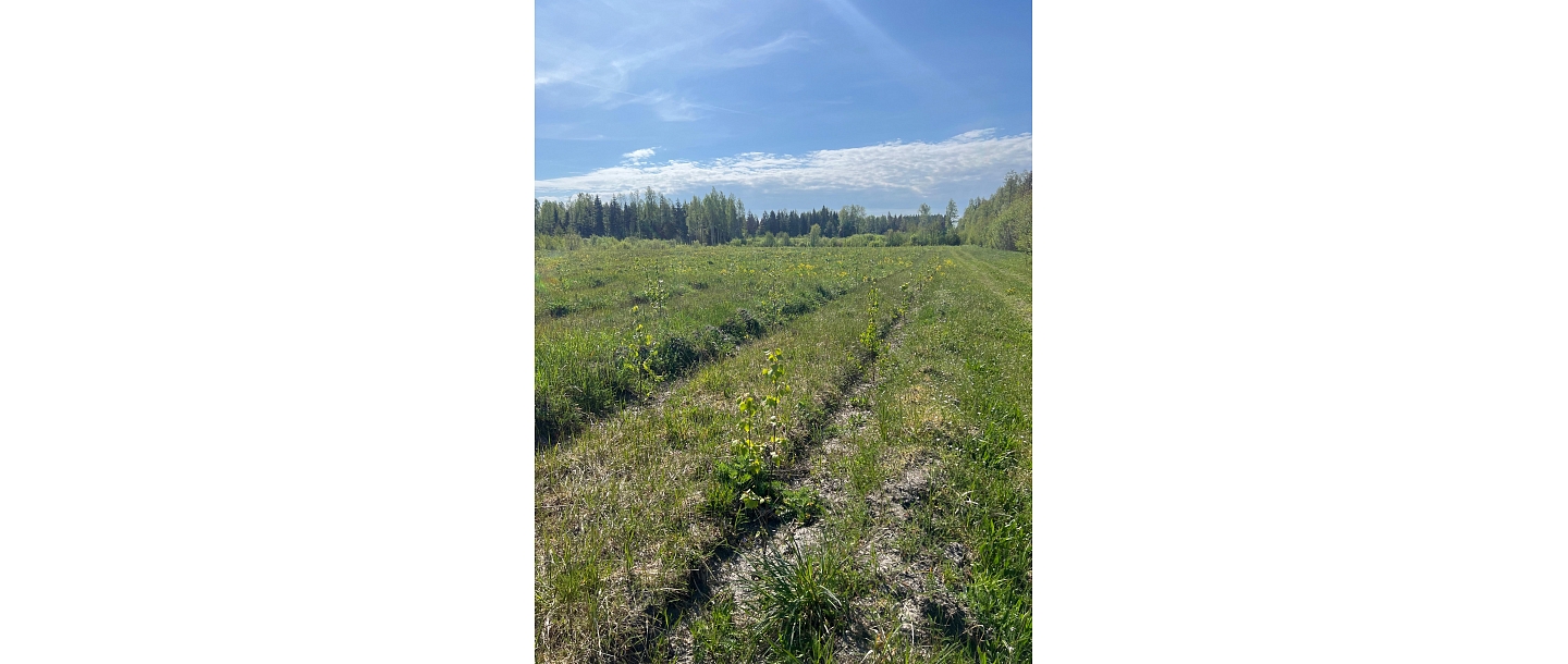 восстановление леса