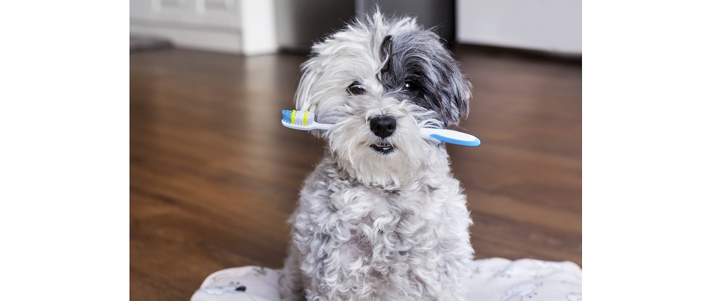 Caring for dental health is important for every pet