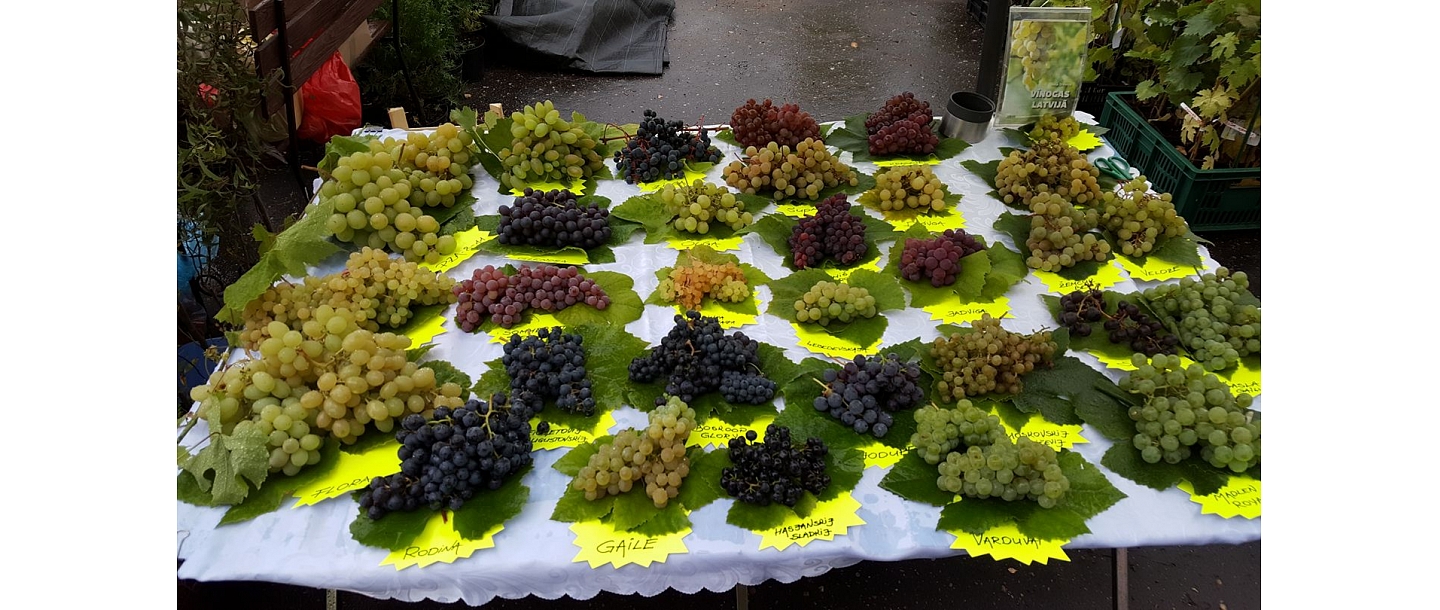 Consulting in grape growing