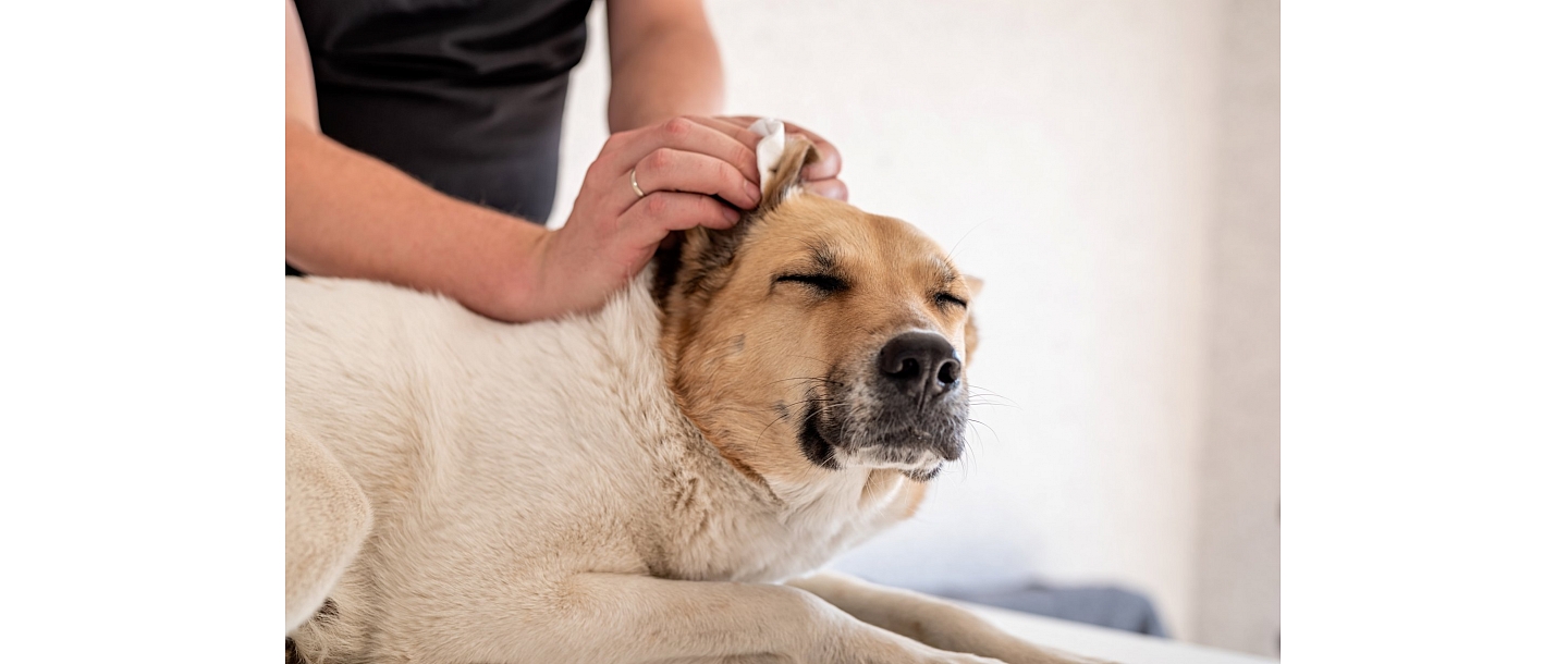 Love, care and health for your pet in one place.