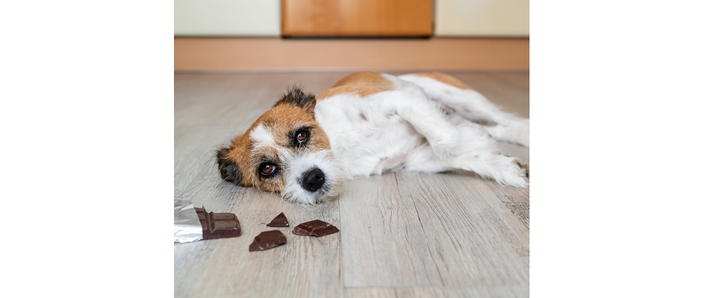 Внимание – не всё, что нравится людям, подходит для домашних животных!