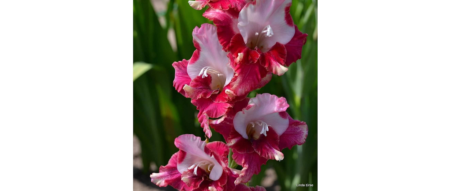 Gladiolus