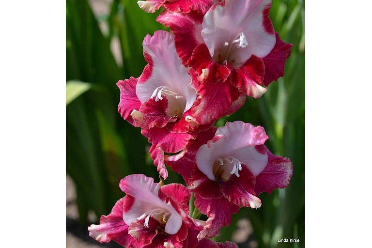 Gladiolus