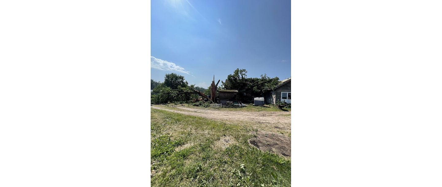 Dangerous tree cutting