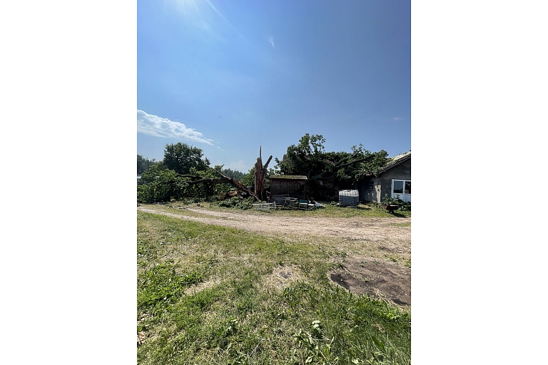 Dangerous tree cutting