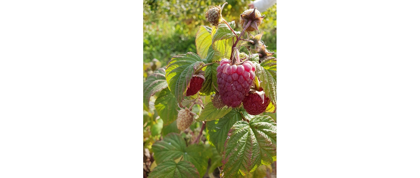 Raspberries