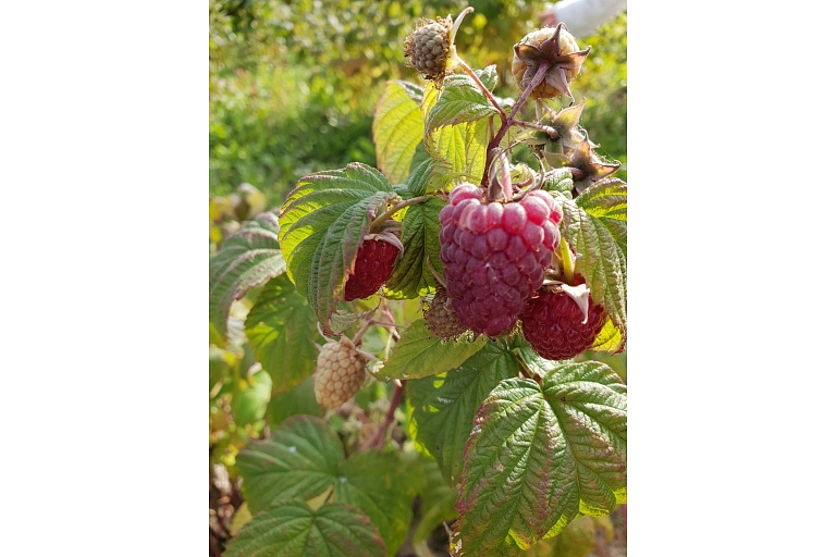 Raspberries