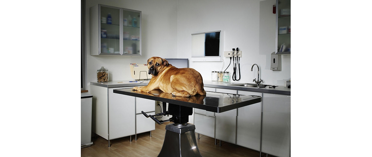 Veterinārārsts