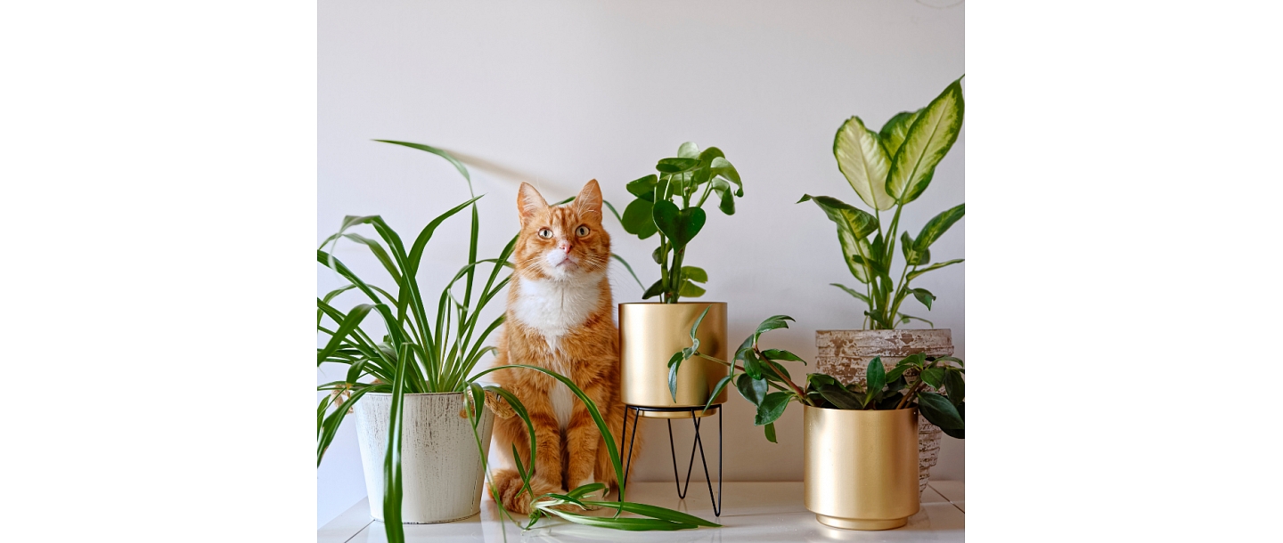 Советы и рекомендации по уходу – чтобы ваша кошка была здорова и счастлива