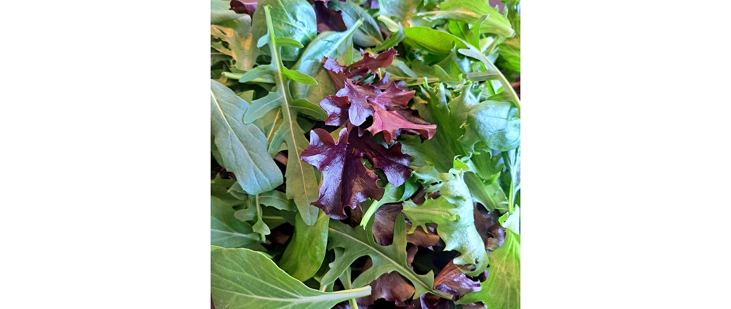 Delicacies from the garden