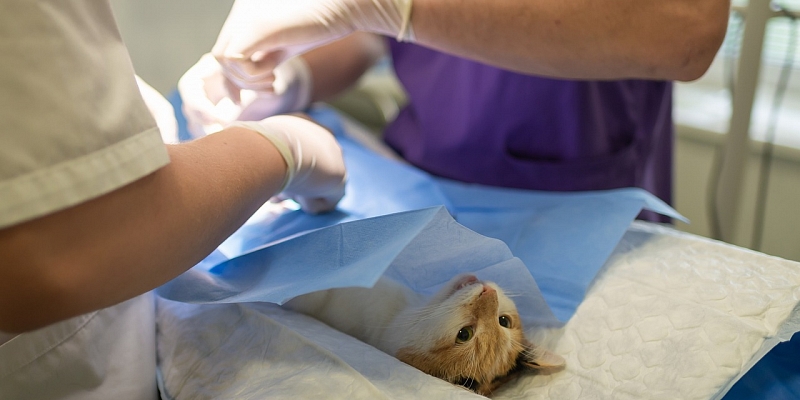 Medical assistance for animals