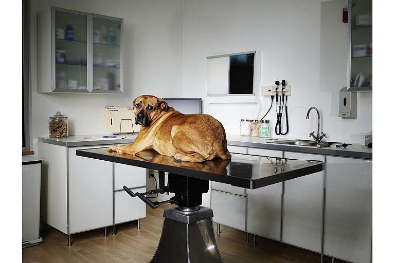 Veterinārārsts