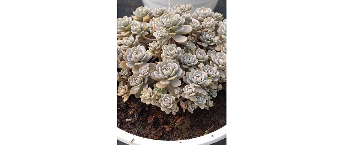 ornamental plant cultivation