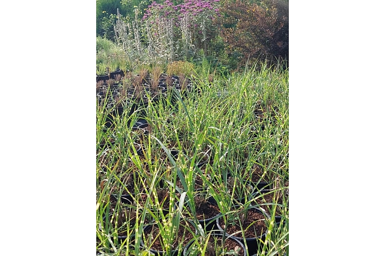 cereal plants