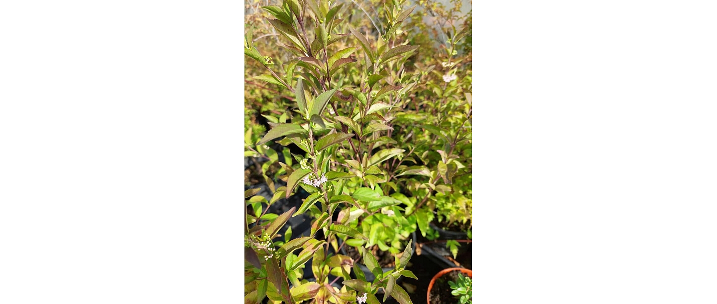 ornamental plant cultivation