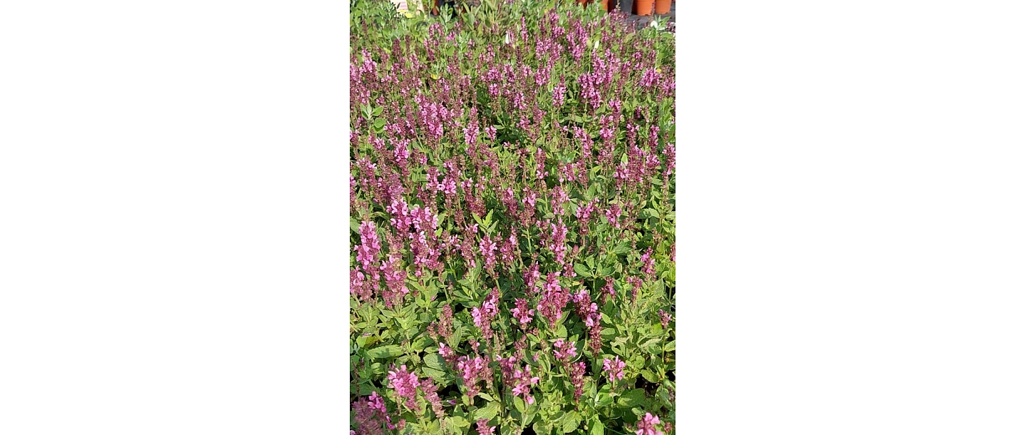 seedling cultivation