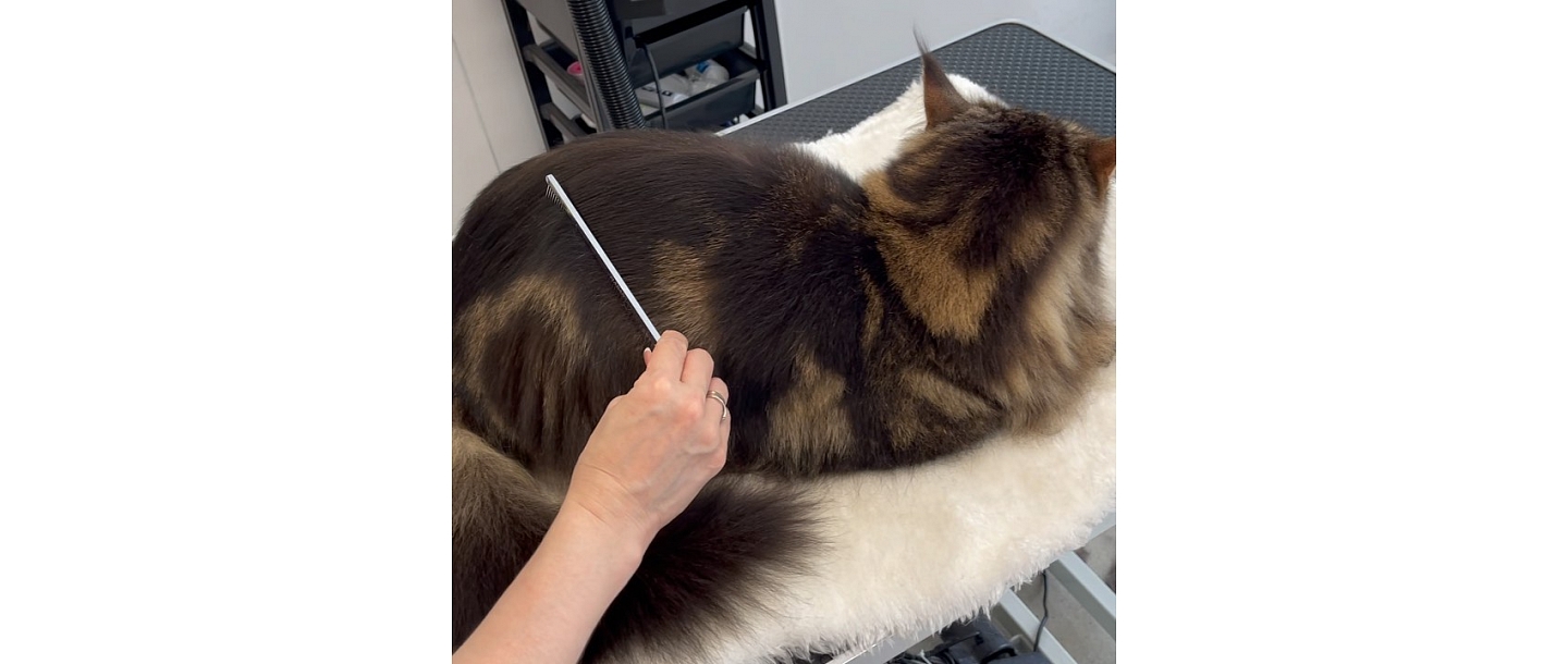 Cat hairdressing salon