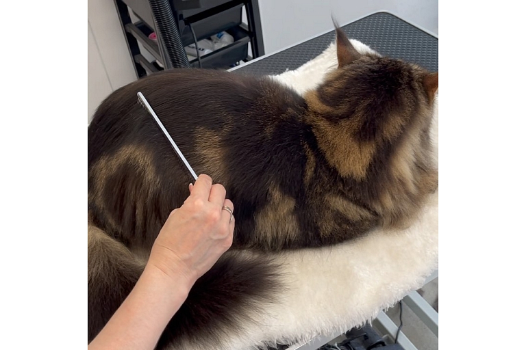 Cat hairdressing salon