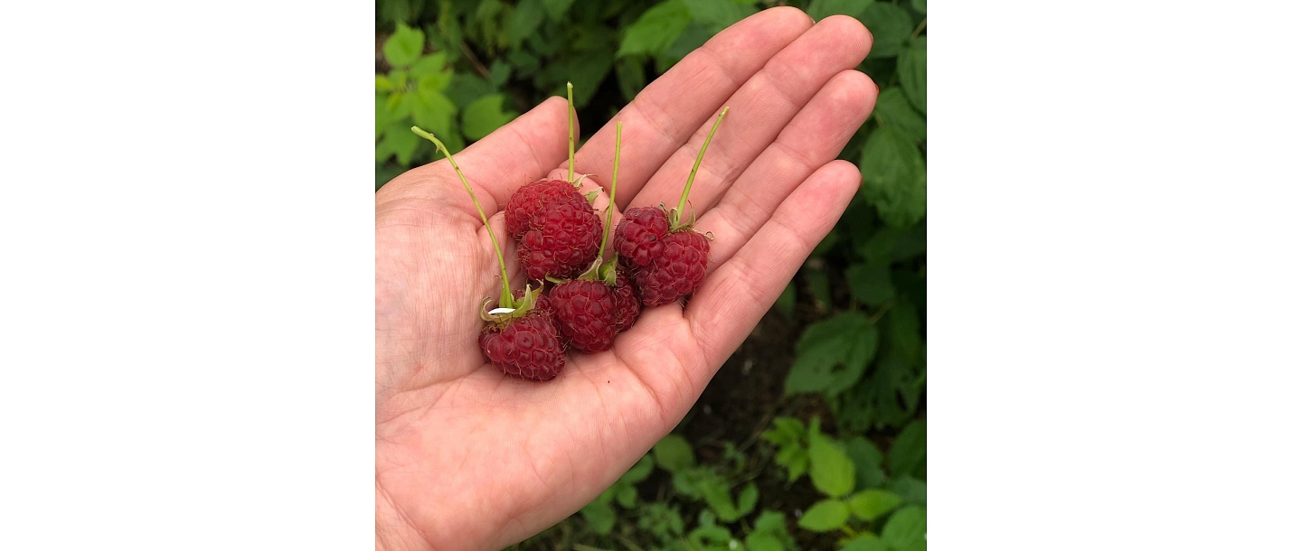 Natural raspberries