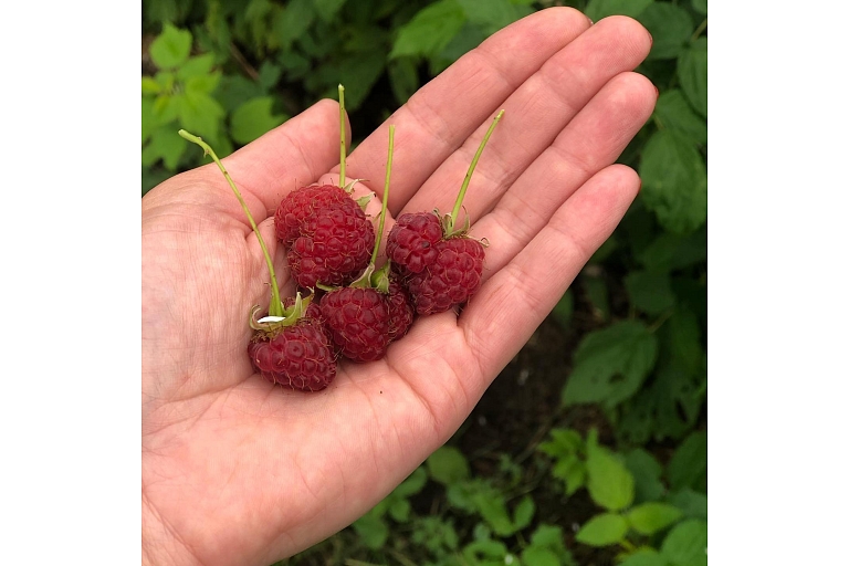 Natural raspberries