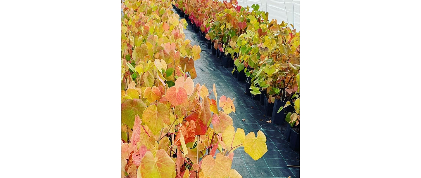 Grape seedlings grown in Latvia