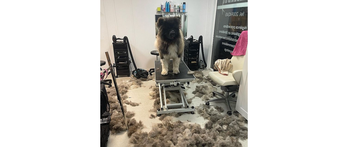 Dog hairdresser's