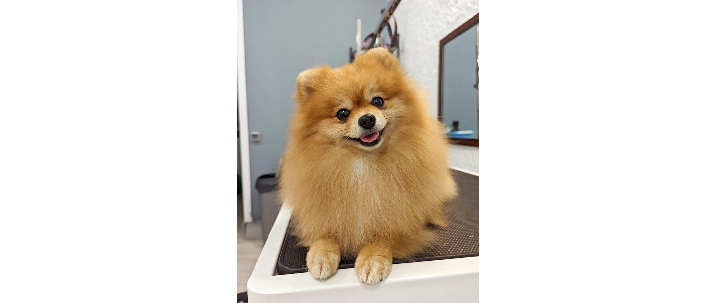 Hairdressing of breeds of dogs