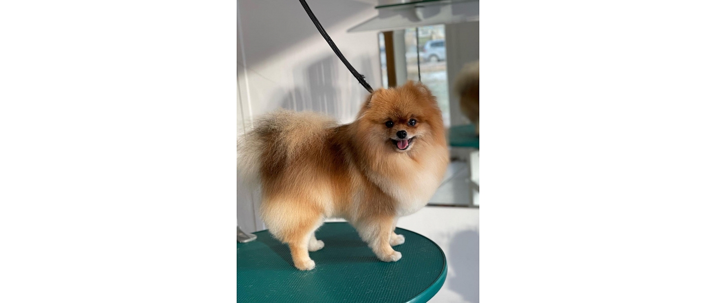 Собачья парикмахерская