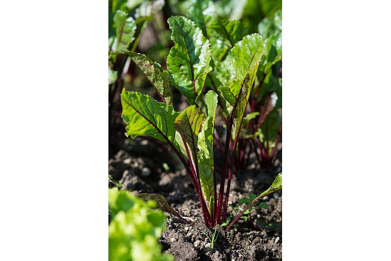 Beet cultivation
