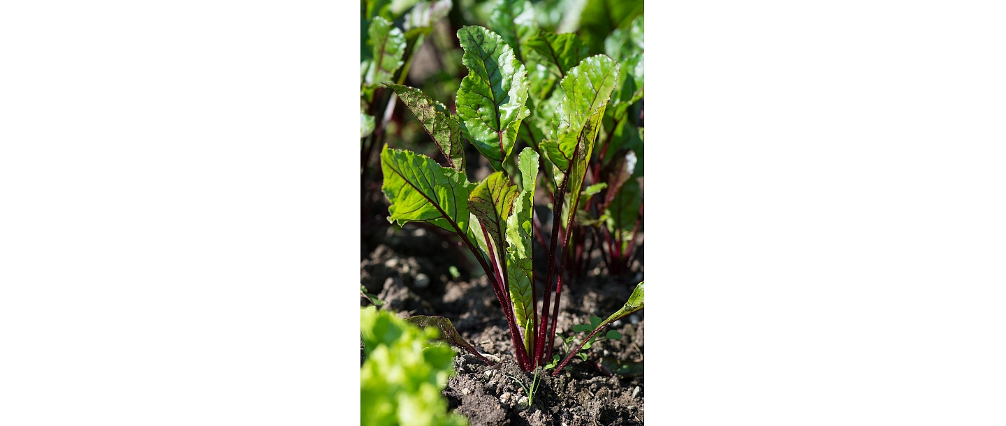 Beet cultivation