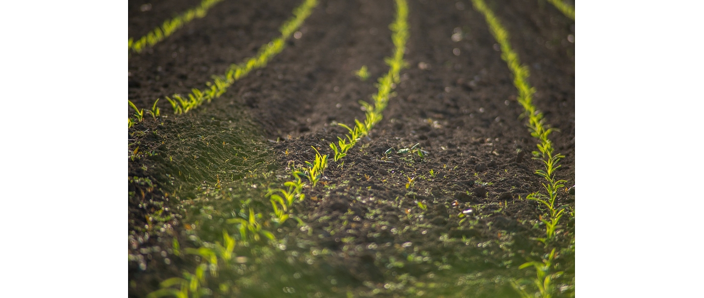 Оптовая продажа свеклы