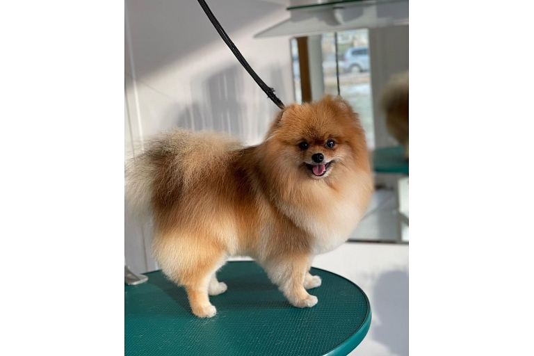 Dog hairdressing