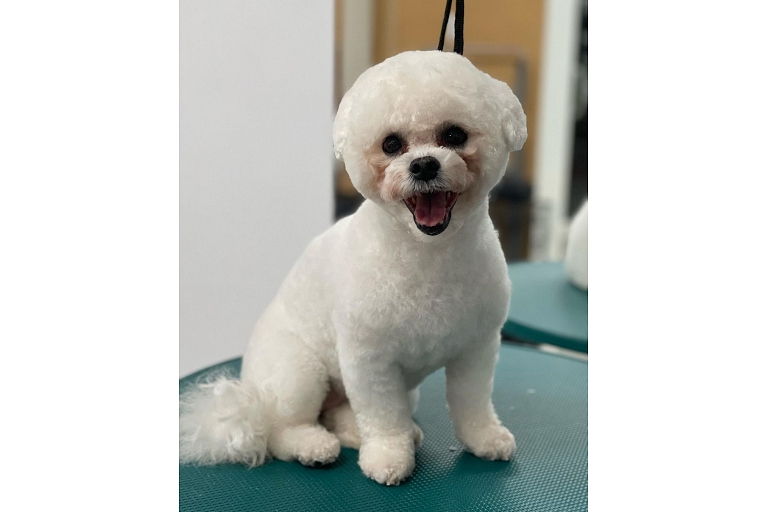 Dog preparation for exhibitions