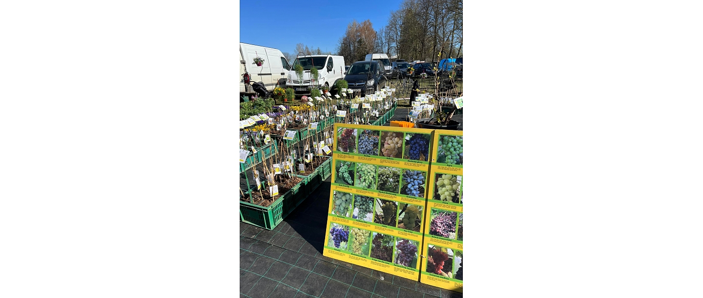 Latvijā audzēti vīnogu stādi